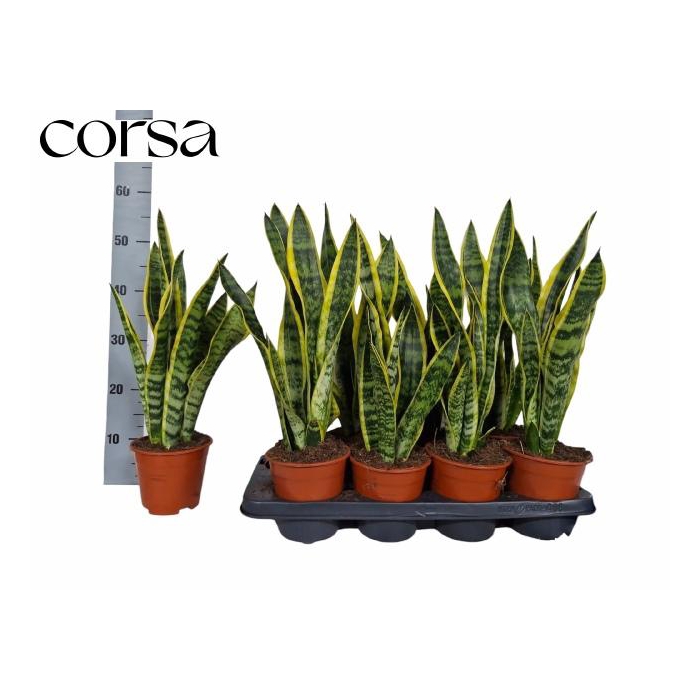 <h4>SANSEV LAURENTII</h4>