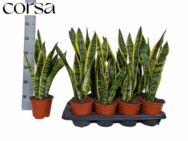 <h4>SANSEV LAURENTII</h4>