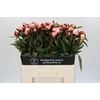 Paeonia Gardenia