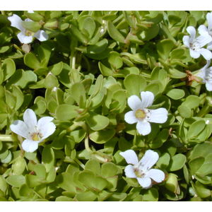 Bacopa autre