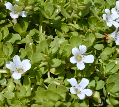 <h4>Bacopa other</h4>