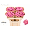 Rosa Spray Garden Silva Pink
