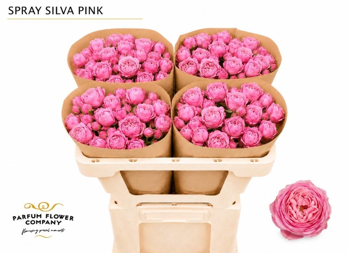Rosa Spray Garden Silva Pink
