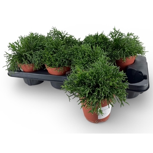 RHIPSALIS BURCHELLII