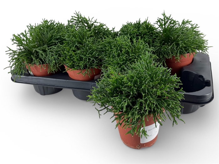 <h4>RHIPSALIS BURCHELLII</h4>