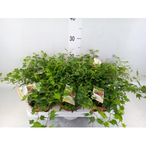 Hedera helix 'Jessica'