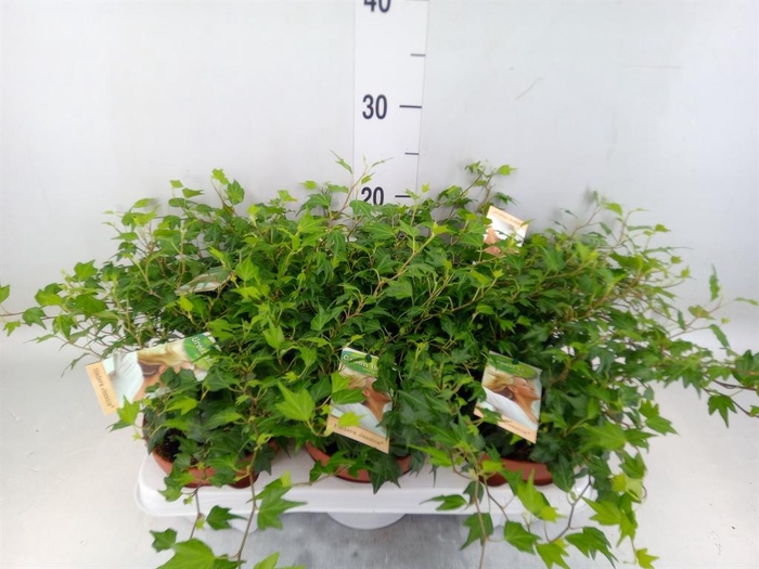 <h4>Hedera helix 'Jessica'</h4>