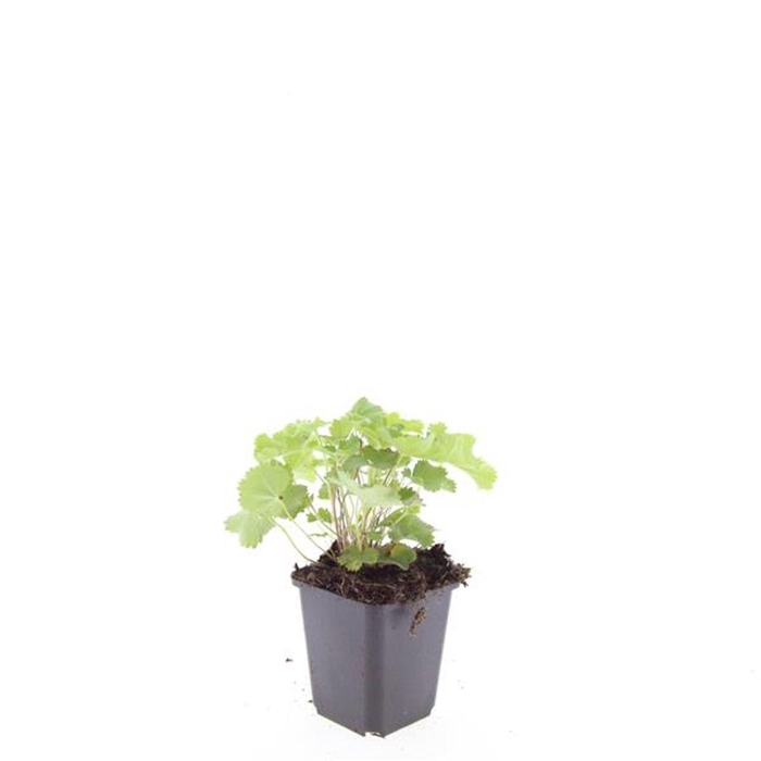 <h4>Alchemilla mollis</h4>