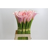 Zantedeschia Eydolls Pink