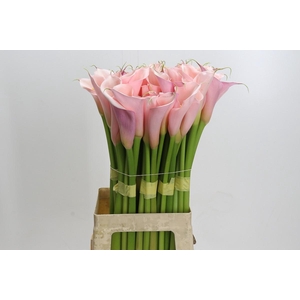 Zantedeschia Eydolls Pink