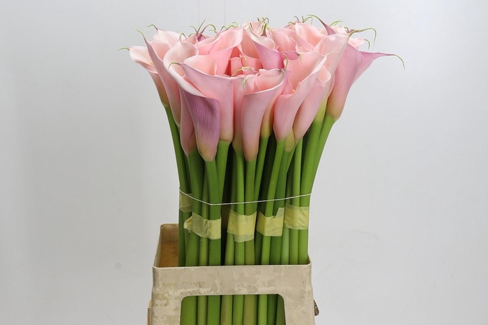 <h4>Zantedeschia Eydolls Pink</h4>