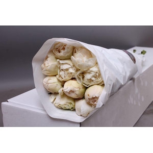 Paeonia Ivory Victory | Heavy Quality
