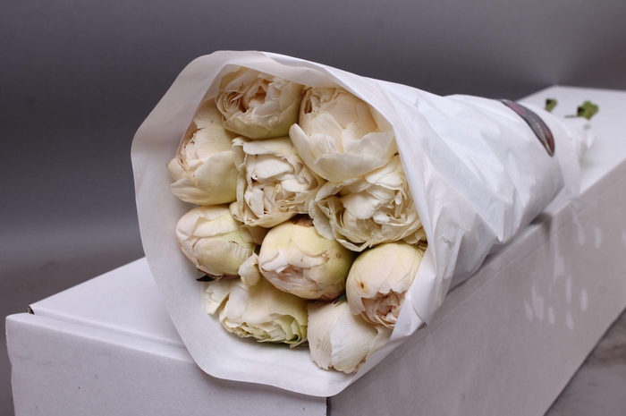<h4>Paeonia Ivory Victory | Heavy Quality</h4>