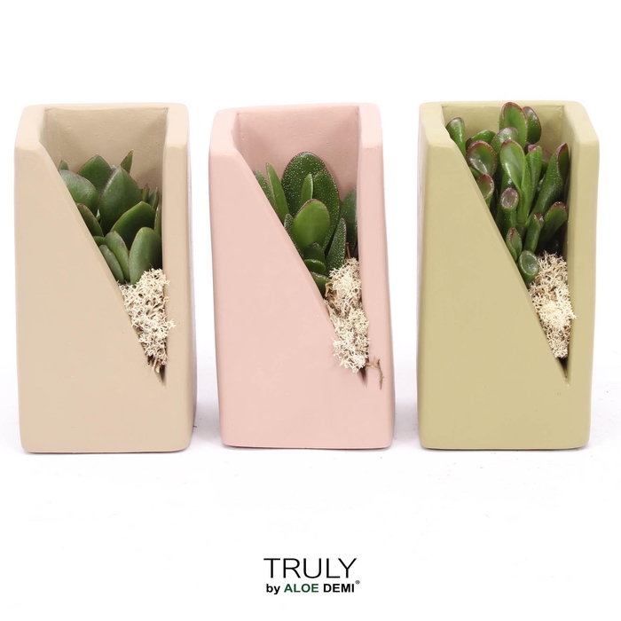 <h4>TRULY Crassula, Meles concrete moss - Green Beige Pink</h4>