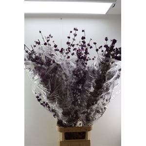 Callicarpa Bod Profusion