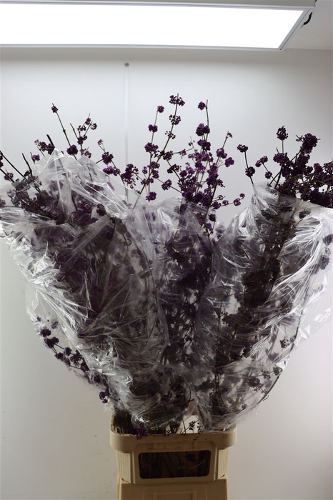 <h4>Callicarpa Bod Profusion</h4>