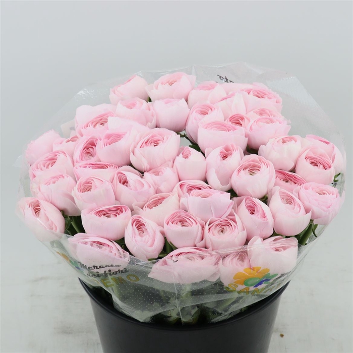 <h4>Ranunculus Asiaticus Success Lady | Heavy Quality</h4>