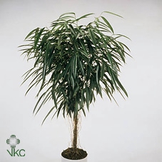 Ficus  Bin Alii King