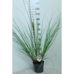 Cortaderia sell.