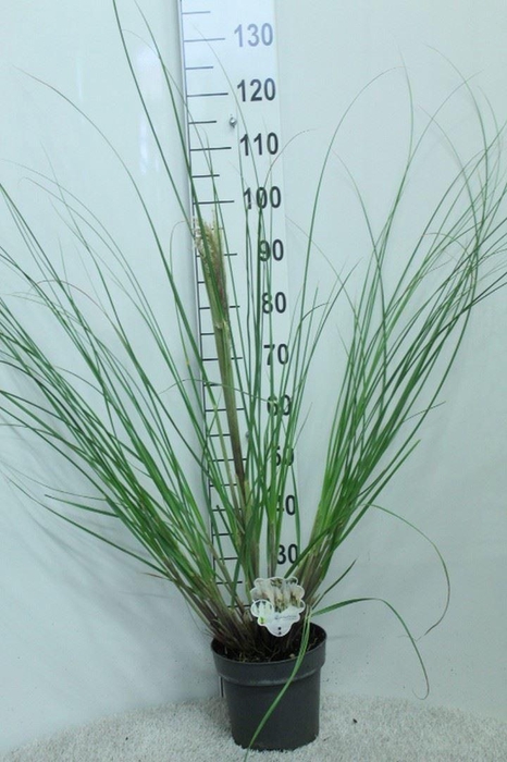<h4>Cortaderia sell. 'Pumila'</h4>