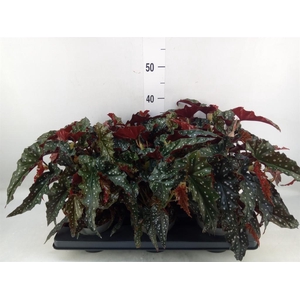 Begonia BD mac. 'Black Forest'