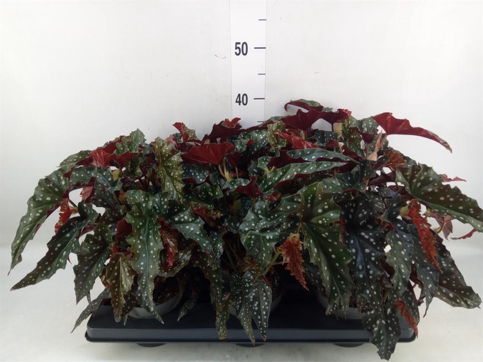 <h4>Begonia BD mac. 'Black Forest'</h4>