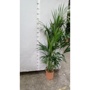 Howea forsteriana