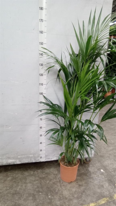 <h4>Howea forsteriana</h4>