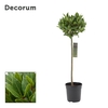 Laurus nobilis Bol op stam