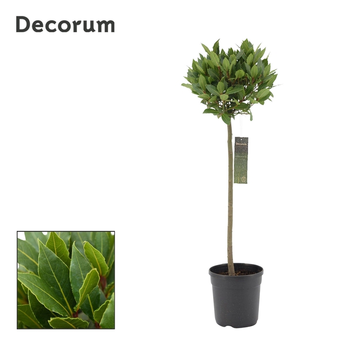 Laurus nobilis Bol op stam