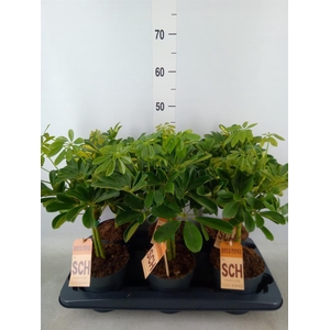 Schefflera arbor.   ...