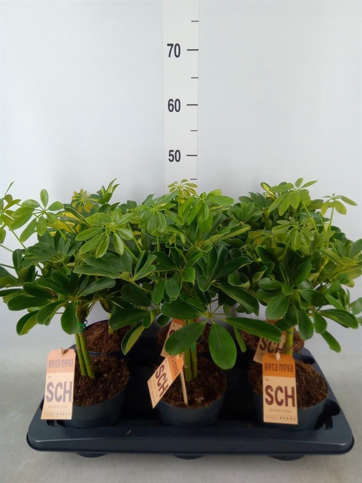 <h4>Schefflera arbor.   ...</h4>