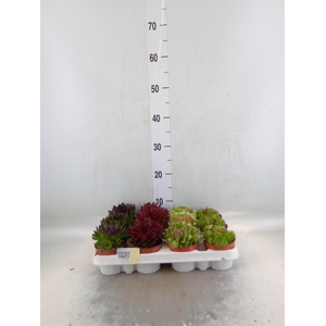 Sempervivum   ...