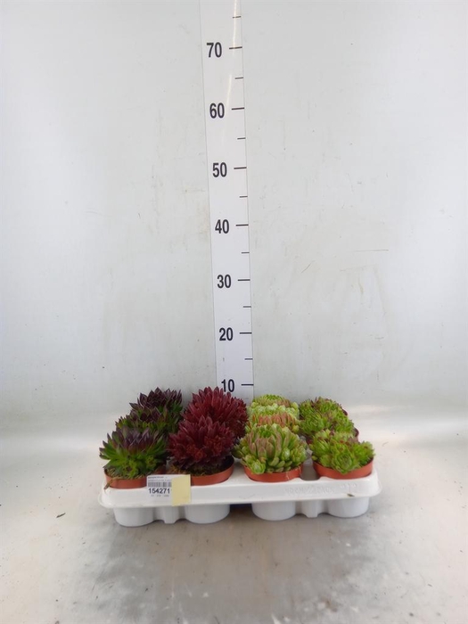 <h4>Sempervivum   ...</h4>