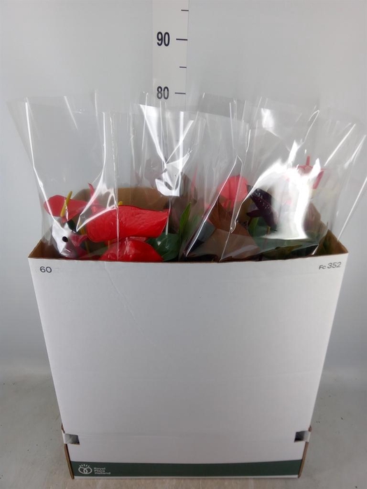 <h4>Anthurium ...mix</h4>