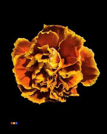 Dianthus St Toffee