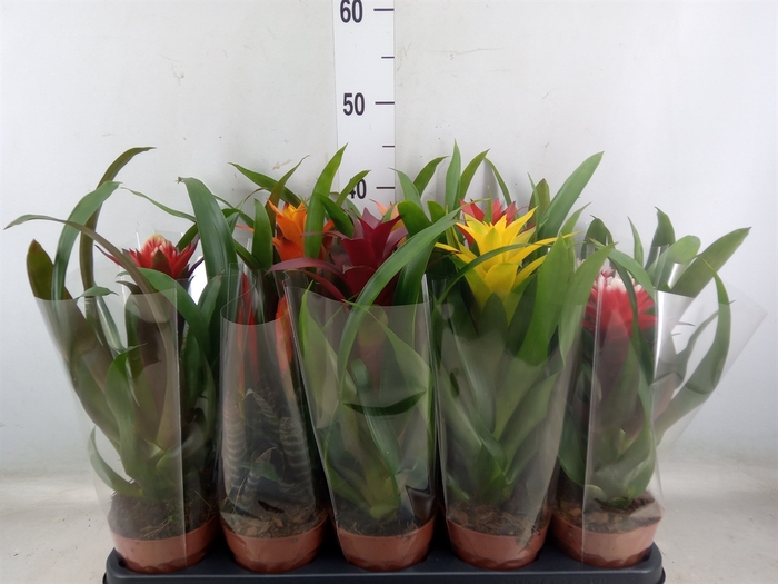 <h4>Bromelia   ...mix</h4>