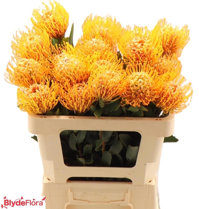 <h4>LEUCO SOLEIL</h4>