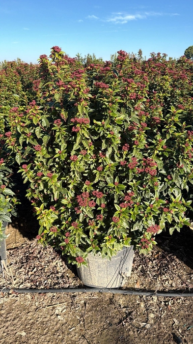 <h4>VIBU TINUS SPIRIT</h4>