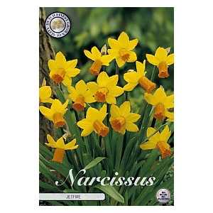 Bulb Narcis Botanical Jetfire X7