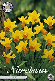 <h4>Bulb Narcis Botanical Jetfire X7</h4>