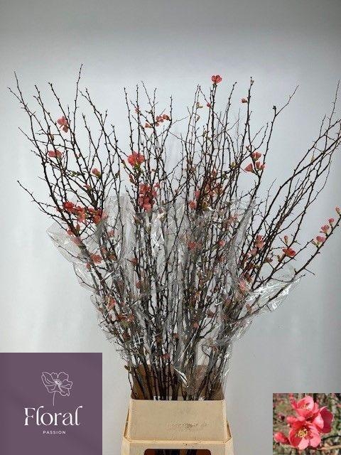 <h4>CHAENOMELES SUPERBA</h4>