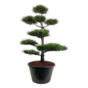 Pinus nigra nigra