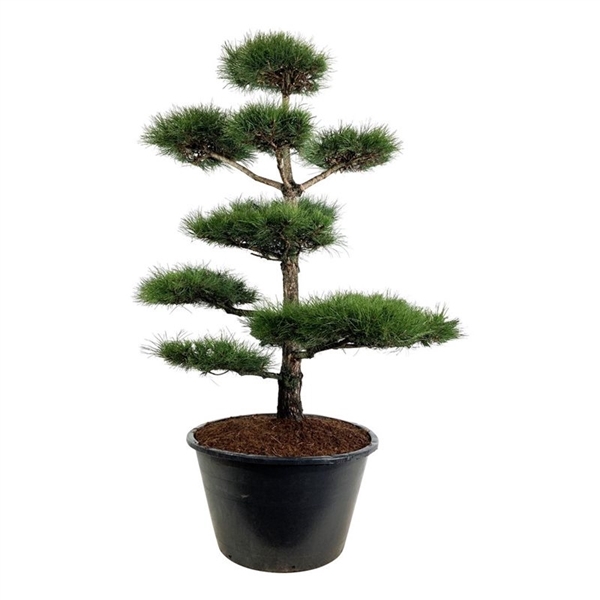 <h4>Pinus nigra nigra</h4>