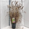 Miscanthus Red Chief