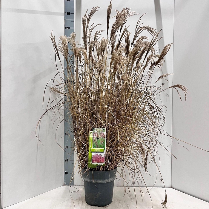 Miscanthus Red Chief