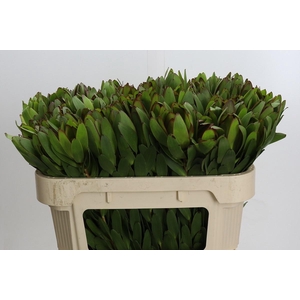 LEUCAD SAF GOLDSTRIK