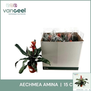 AECH OV