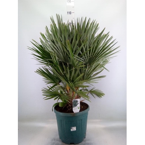 Chamaerops humilis var. argentea