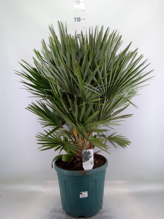 <h4>Chamaerops humilis var. argentea</h4>